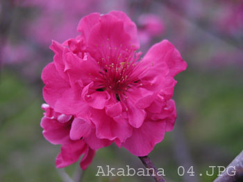 Akabana 04