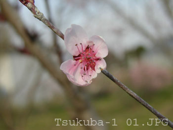 Tsukuba-1 01