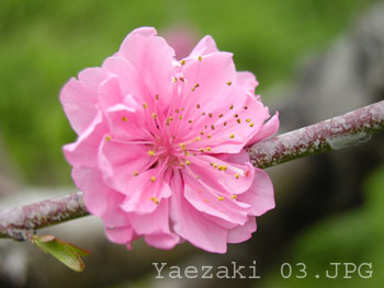 Yaezaki 03