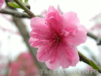 Yaezaki 04