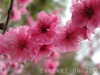 Yaezaki 06