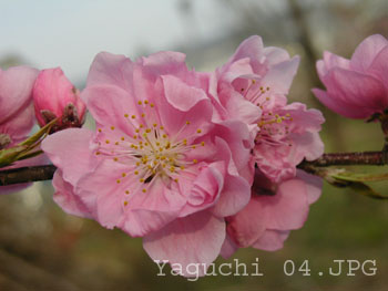Yaguchi 04