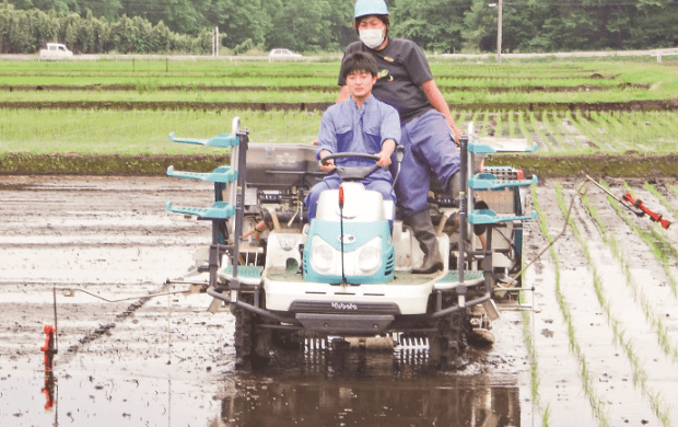 Paddy rice transplantation using a machinery