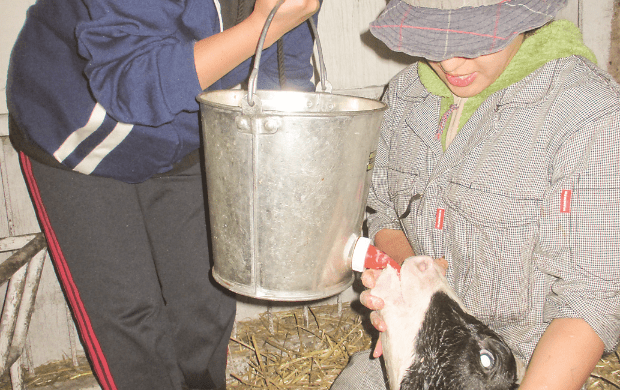 Feeding a newborn calf