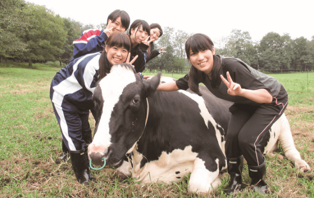 Practice connecting with a cow through physical contacts